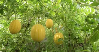কুষ্টিয়ায় আগাম জাতের তরমুজ চাষে সাফল্য